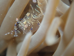 Periclimenes sagittifer