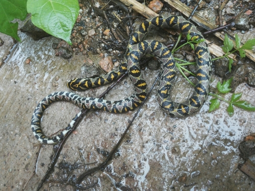 Photo of a Mandarin Ratsnake (Euprepiophis mandarinus)