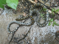 Euprepiophis mandarinus