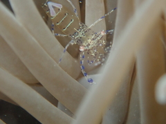 Periclimenes sagittifer