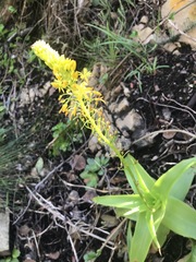 Bulbine latifolia