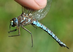 Aeshna caerulea