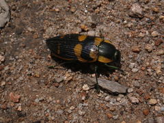 Temognatha regia