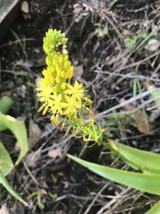 Bulbine latifolia