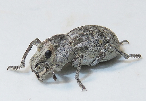 Furrowed Broad-nosed Weevil