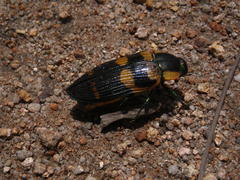 Temognatha regia