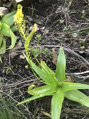 Bulbine latifolia