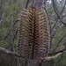 Banksia plagiocarpa - Photo (c) Yves Bas, some rights reserved (CC BY), uploaded by Yves Bas