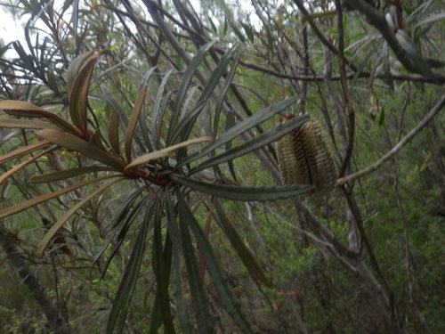 Image of Banksia plagiocarpa by (c) Yves Bas, some rights reserved (CC BY)