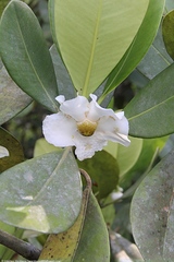 Clusia grandiflora