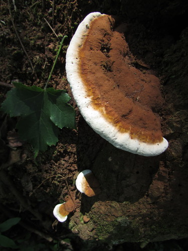 Ganoderma lobatum