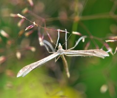 Stenoptilia