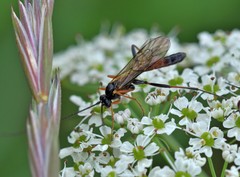 Ctenopelmatinae