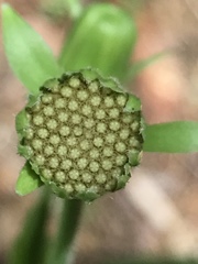 Rugelia nudicaulis