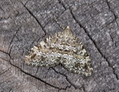 Entephria caesiata