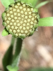 Rugelia nudicaulis