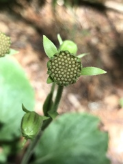 Rugelia nudicaulis