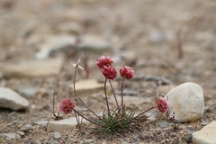 Armeria maritima sibirica