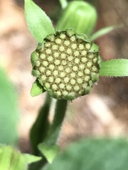 Rugelia nudicaulis
