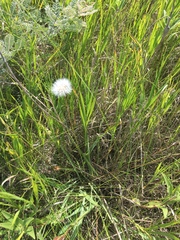 Nothocalais cuspidata