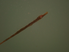 Syngnathus acus