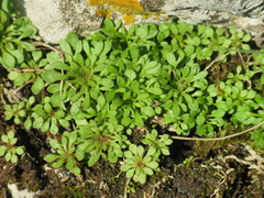 Saxifraga tridactylites