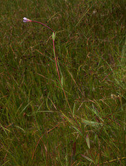 Epilobium oregonense