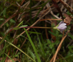 Epilobium oregonense