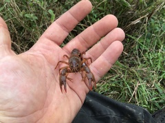 Lacunicambarus nebrascensis