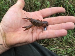 Lacunicambarus nebrascensis