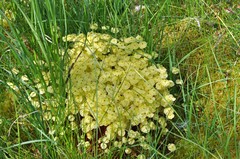 Splachnum luteum