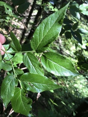 Vaccinium erythrocarpum