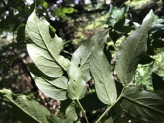 Vaccinium erythrocarpum