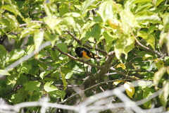 Setophaga ruticilla image
