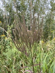 Veronicastrum virginicum