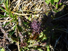 Pedicularis ornithorhynchos