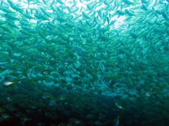 Schuettea scalaripinnis