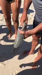 Carcharhinus acronotus