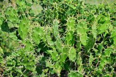 Opuntia karwinskiana