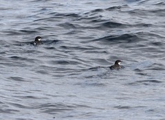 Synthliboramphus craveri