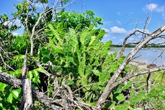 Opuntia karwinskiana
