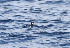 Synthliboramphus craveri