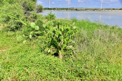 Opuntia karwinskiana