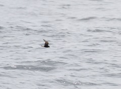 Hydrobates socorroensis