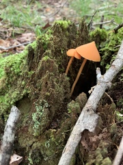 Entoloma salmoneum