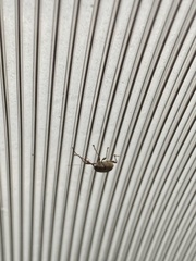 Curculio