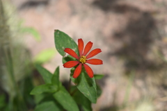 Zinnia peruviana