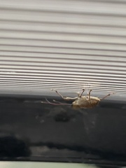 Curculio
