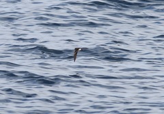 Hydrobates socorroensis