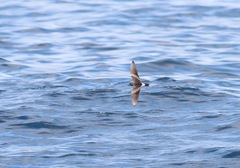 Hydrobates socorroensis